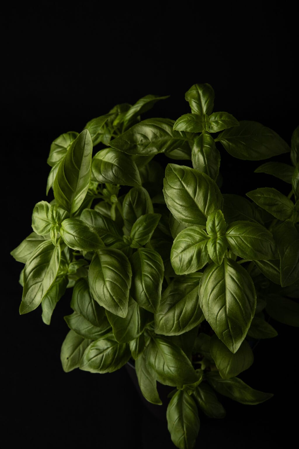 Fotografia składników i produktów spożywczych Wrocław #4